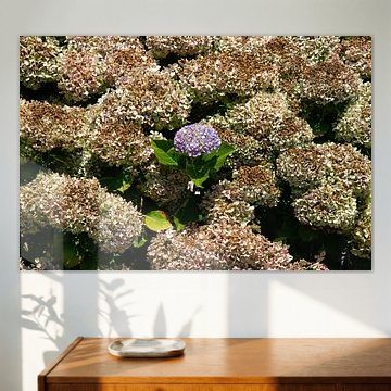 The only fresh hydrangea after a long, hot, dry summer. by Miss Dee Photography