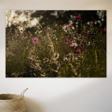 Prairie enchantée