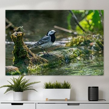 The River'’s Little Dancer