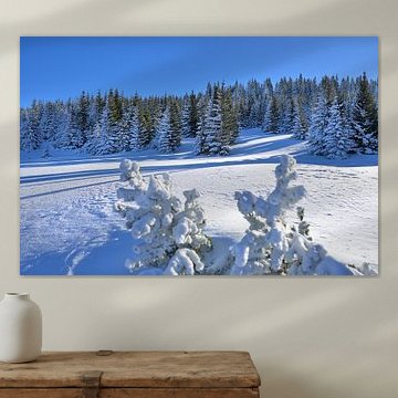 Schneebedeckte Fichten in einer strahlenden Winterlandschaft von Tomherkules