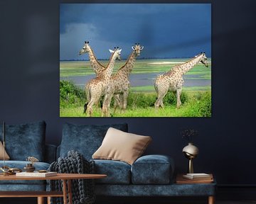 Giraffen voor de storm