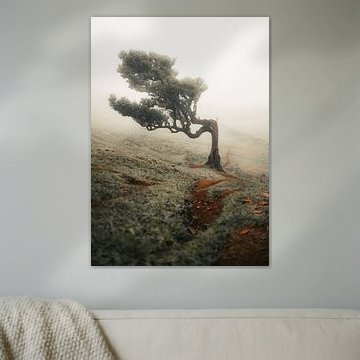 Forêt de Fanal, Madère sur Peter Santema