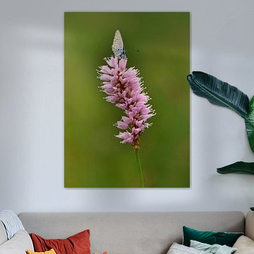 Hauhechel-blauwtje op roze slangenknopkruid van Acharya Fotografie