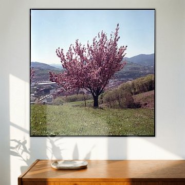 Cherry tree in Bilbao, Spain
