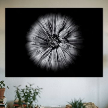 Blumen im Garten in Schwarz-Weiß – 10-Blüten-Version von The Learning Curve Photography