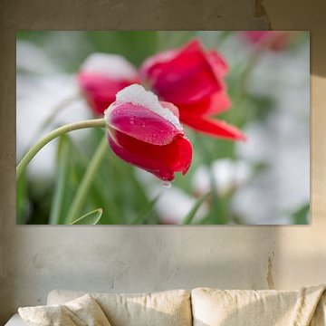 Rote Tulpen, bedeckt mit frischem Schnee und Wassertropfen von Milcho Milev