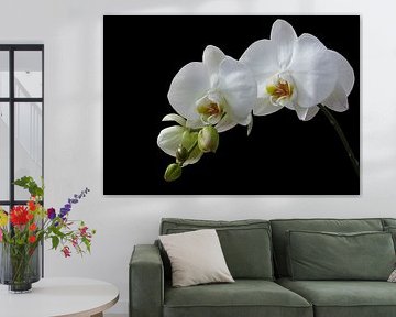 white orchid by daphne houtman