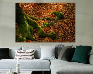 Moss covered tree roots basks in the early autumn sun von Patrick van Dijk