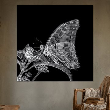 Butterfly X-ray by The White Rabbit