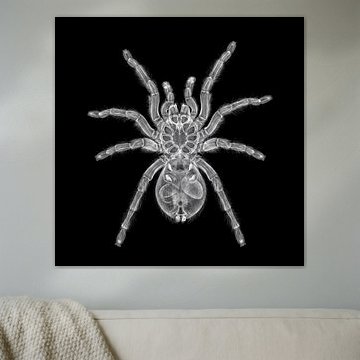 Tranchilla Spider X-ray by The White Rabbit