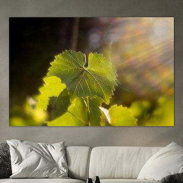 Rayons de soleil filtrant à travers une feuille de vigne verte dans un vignoble sur Milcho Milev