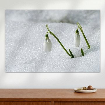 Weiße Schneeglöckchen unter dem Schnee des Spätwinters von Milcho Milev