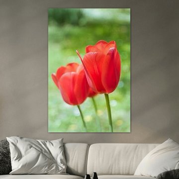 Red Tulip Flowers Blooming in Spring Garden by Milcho Milev