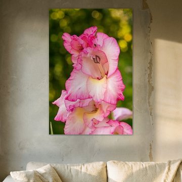Sonnenbeschienene rosa Gladiolenblüte – Nahaufnahme, vertikale botanische Kunst von Milcho Milev