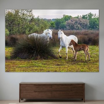 A family of horses in the Camargue