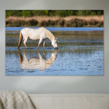 Camargue-Pferd im Wasser von Daniela Beyer