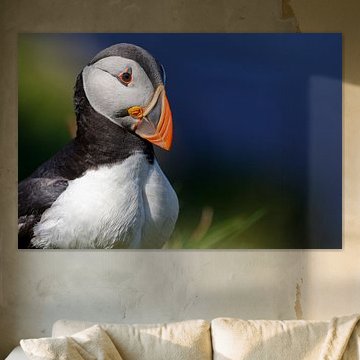 Papageitaucher (Fratercula arctica)