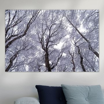 Bomen in het winterbos, van onderaf gezien
