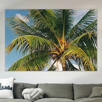 Palm in the Caribbean Light - Curaçao van Yahya Algehaili