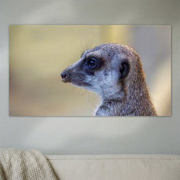Der Wachposten – Erdmännchen im Profil von Martin Wohlgemuth