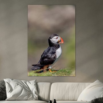 Papageitaucher (Fratercula arctica)