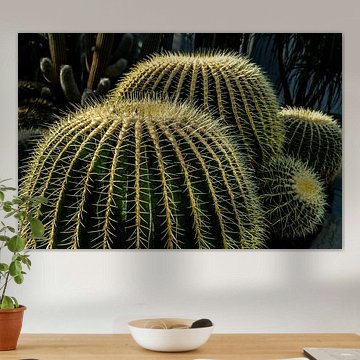 Cactus à boules dorées