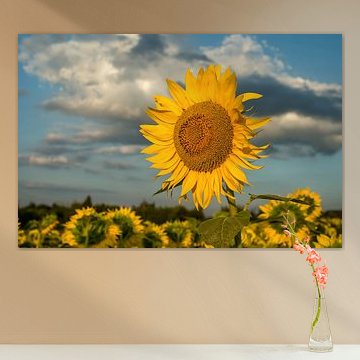 Portrait éclatant d'un tournesol sous un ciel spectaculaire sur Milcho Milev