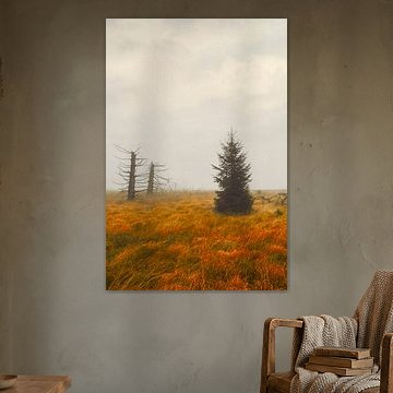 A solitary spruce in the Hohes Venn high moor by Dirk Wüstenhagen