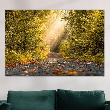 Lichttunnel auf dem Waldweg im Habichtswald