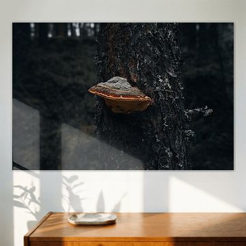 Scandinavian Nature – Cinematic Macro of a Red-edged Wood Fungus on a Tree Trunk by Dylan Winter Visuals
