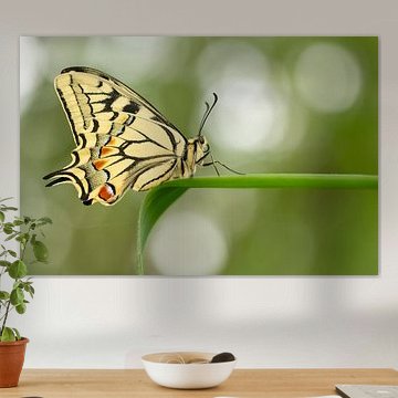 Königinnen-Schwalbenschwanz (Papilio machaon) von Moetwil en van Dijk - Fotografie landschappen - natuur