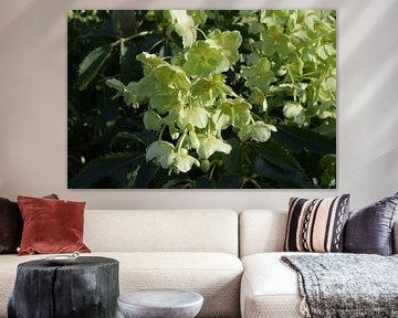 Bloeiende helleborus, kerstroos