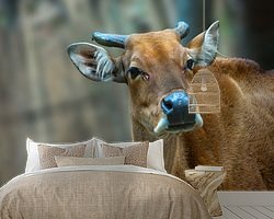 Raumvorschau