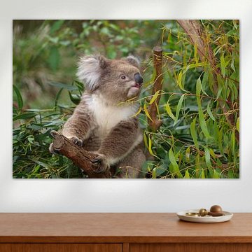 Cute Koala in Eucalyptus Tree | Wall Art Print by cr8image