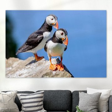 Papageitaucher (Fratercula arctica)