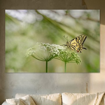 A queen butterfly on cow parsley by Moetwil en van Dijk - Fotografie landschappen - natuur