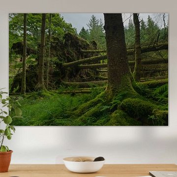 Whinlatter Forest – Lake District (England) von Marcel Kerdijk