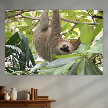 Sloth by Jasper