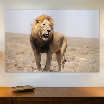 Lion, Tanzania