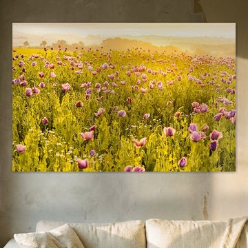 Fleur de pavot dans les premières lueurs de l'aube, à Germerode