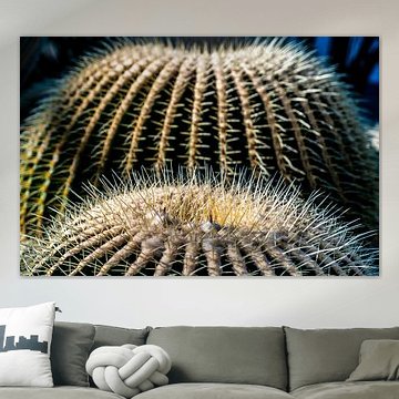 Stekels van de goudbolcactus
