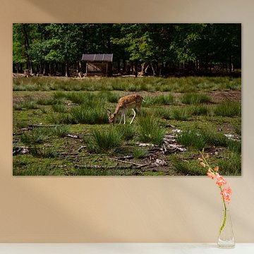 Ein Reh im Wald von Armanto Brouka