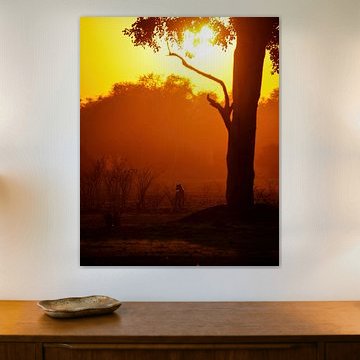 A hyena in the morning light by Tom Zwerver