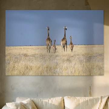 Familie giraffen