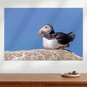 Macareux moine (Fratercula arctica)