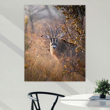 Paardantilope van Tom Zwerver