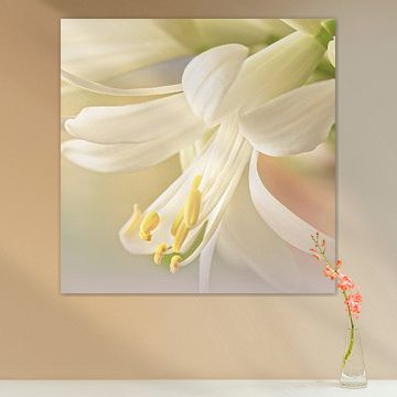 Beautiful Lily by Jeannette Nederlof