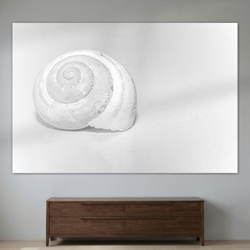 Les murmures d'une coquille vide sur MedvePhotography