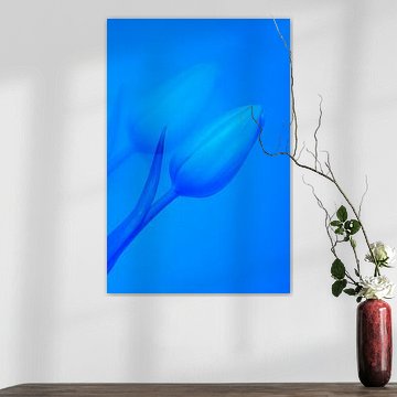 Die Tulpe und ihr Schatten