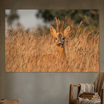 Im hohen Gras verstecktes Reh von MedvePhotography